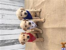 labrador retriever puppy posted by Punk Hollow